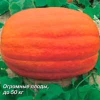 Купить семена тыкву Атлант