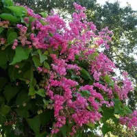 Купить семена Антигонон Лиана любви