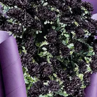 Купить семена Астра Трубадур Парпл Блэк китайская