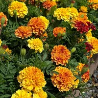 Купить семена Бархатцы Строберри Блонд отклоненные