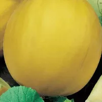 Купить семена Дыня Сибирская медовая