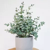 Купить семена Эвкалипт Шаровидный