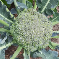 Купить семена капусты Грин мэджик