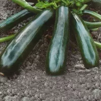 Купить семена Кабачок Деликатес цуккини