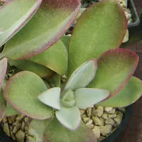 Купить семена Каланхоэ Метельчатое