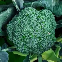 Купить семена капусты Мачо