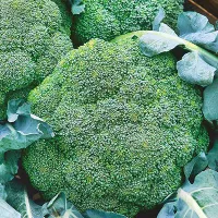 Купить семена капусты Маратон