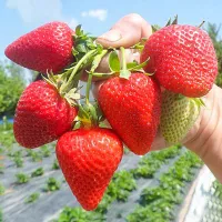 Купить семена Клубники Сан Андреас