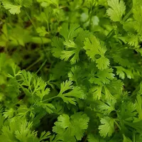 Купить семена Кориандр (Кинза) Большой грузинский
