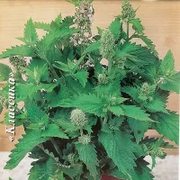 Купить семена Котовник Лимонный бархат