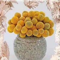 Купить семена Краспедия шаровидная Билли Баттон