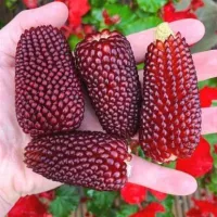 Купить семена Кукуруза Земляничная