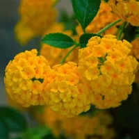 Купить семена Лантана сводчатая Любава