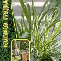 Купить семена Лимонная трава Лимонное Сорго (Цимбопогон)