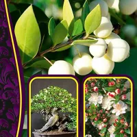 Купить семена Мирт Обыкновенный