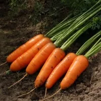 Купить семена Морковь Каскад