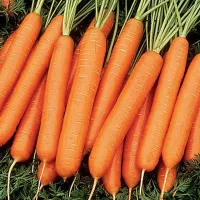 Купить семена моркови Нарбонне F1