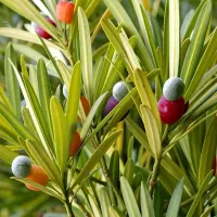 Купить семена Ногоплодник Голиаф