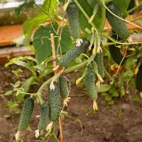 Купить Огурец  Бинго