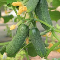 Купить семена огурцы Луховицкие