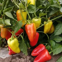 Купить семена Перец Алтайский Плодовитый