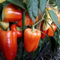 Купить семена Перец Халиф