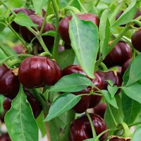 Купить семена Перец сладкий Мини Белл Шоколадный