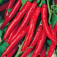 Купить семена Перец острый Огонек