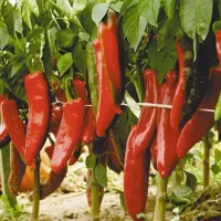 Купить семена Перец острый Ереванский коллекционный