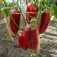 Купить семена Перец Паланичко чудо