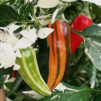 Купить семена перца острого Рыбный