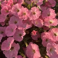 Купить семена Петуния Жозефина F1 серия Лагуна