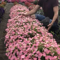 Купить семена Петуния Жозефина F1 серия Лагуна