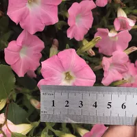 Купить семена Петуния Жозефина F1 серия Лагуна