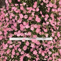 Купить семена Петуния Жозефина F1 серия Лагуна