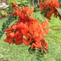 Купить семена Сесбания крупноцветковая Меконг
