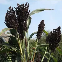 Купить семена Сорго черное