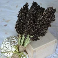 Купить семена Сорго черное