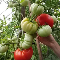 Купить семена Томат Алтайский розовый