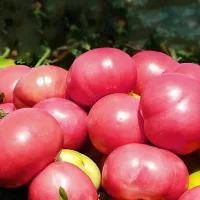 Купить семена томата АВ 531 F1 Atakama Seeds из проф. упаковки
