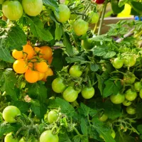 Купить Томат Ай шень хуань линь