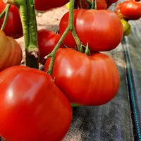 Купить семена Томата Оксихарт Бельмонте