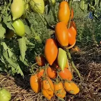 Купить семена томата  Бронзовое Сердце ангела