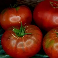 Купить семена Томат Черная Магия