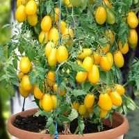 Купить семена Томат черри ампельный желтый Ампельмон