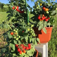 Купить семена Томат Каменный цветок