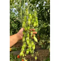 Купить семена томата Дебослив