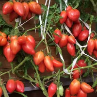 Купить семена Томат Десперадо Отчаянный
