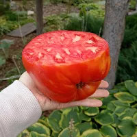 Купить семена Томат Древнее сердце Акви