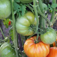 Купить семена Томат Гавайский ананас